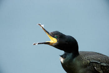 Oiseaux de mer<br>NIKON D4, 700 mm, 4500 ISO,  1/2000 sec,  f : 8 